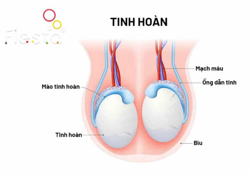 Dù đã biết về quy trình phẫu thuật, một số người vẫn thắc mắc liệu “thắt ống dẫn tinh có xuất tinh được không?”.